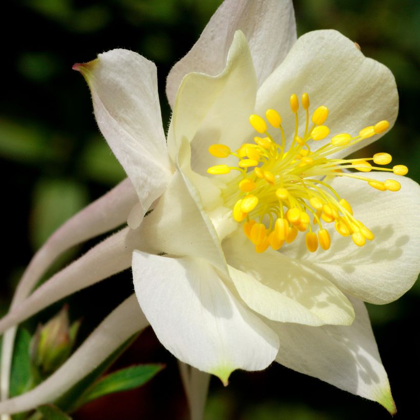 Akelei Kristall - Aquilegia caerulea (Bloei)