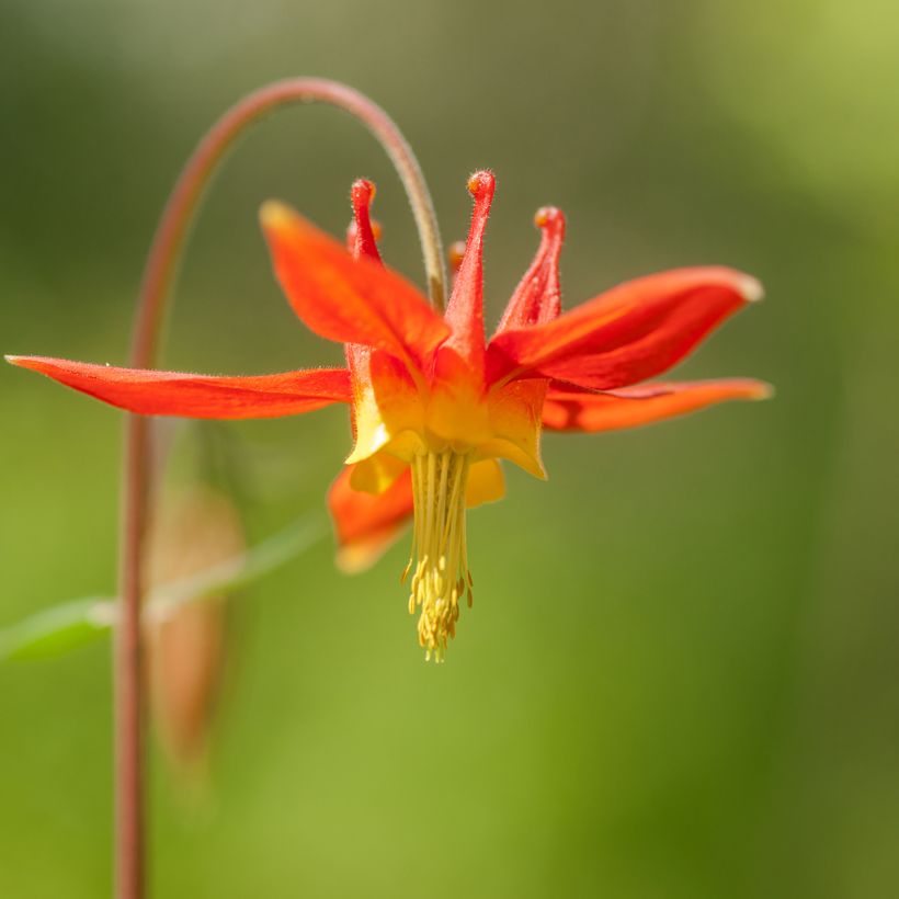 Aquilegia formosa - Akelei (Bloei)