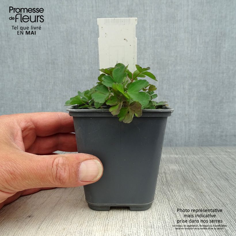 Exemplaar van Aquilegia sibirica - Siberische akelei Kweekpotje van 8/9 cm zoals geleverd in de lente