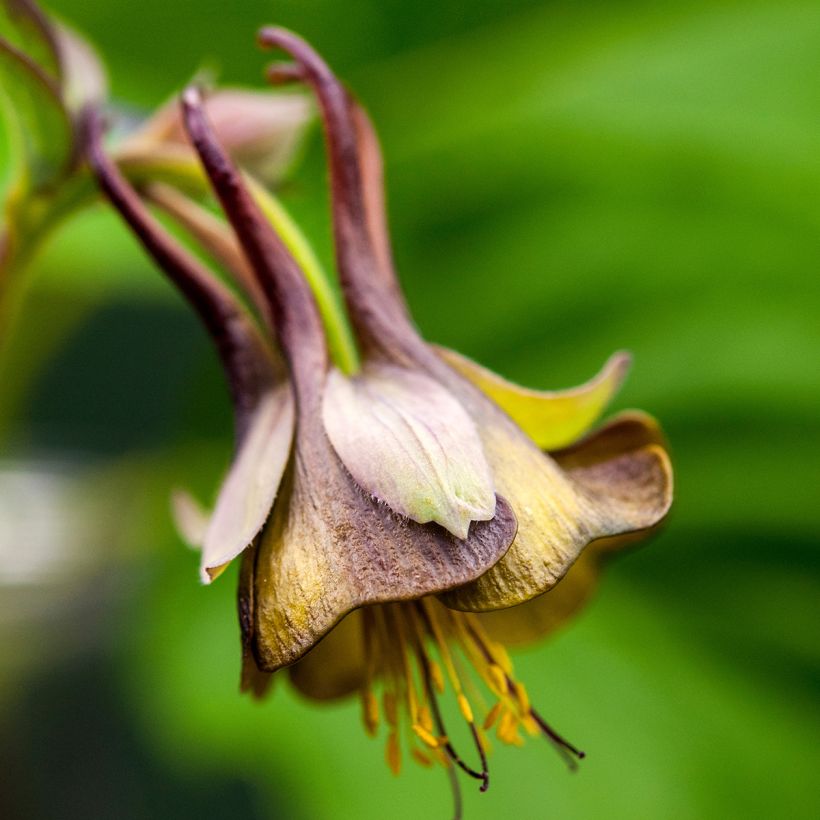 Aquilegia viridiflora - Akelei (Bloei)