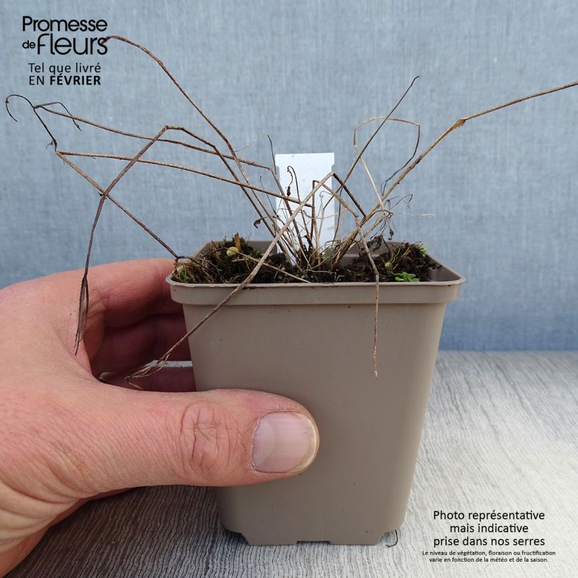 Example of Aquilegia vulgaris - Wilde akelei Kweekpotje van 8/9 cm as you get in hiver