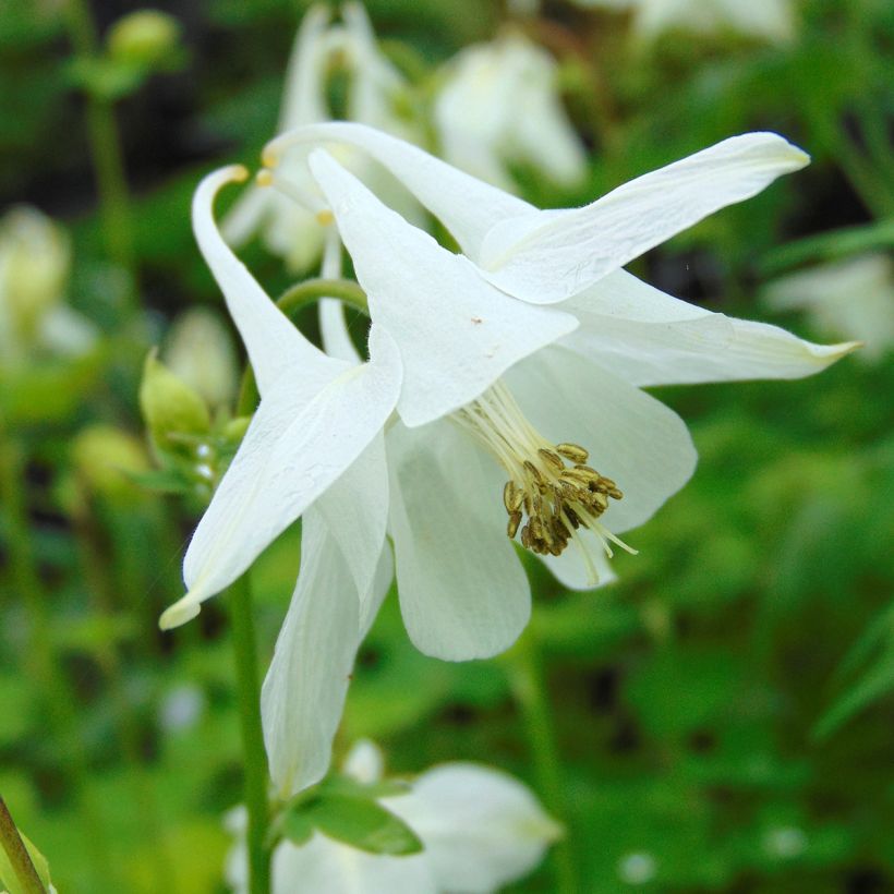 Akelei Munstead White - Aquilegia vulgaris (Flowering)