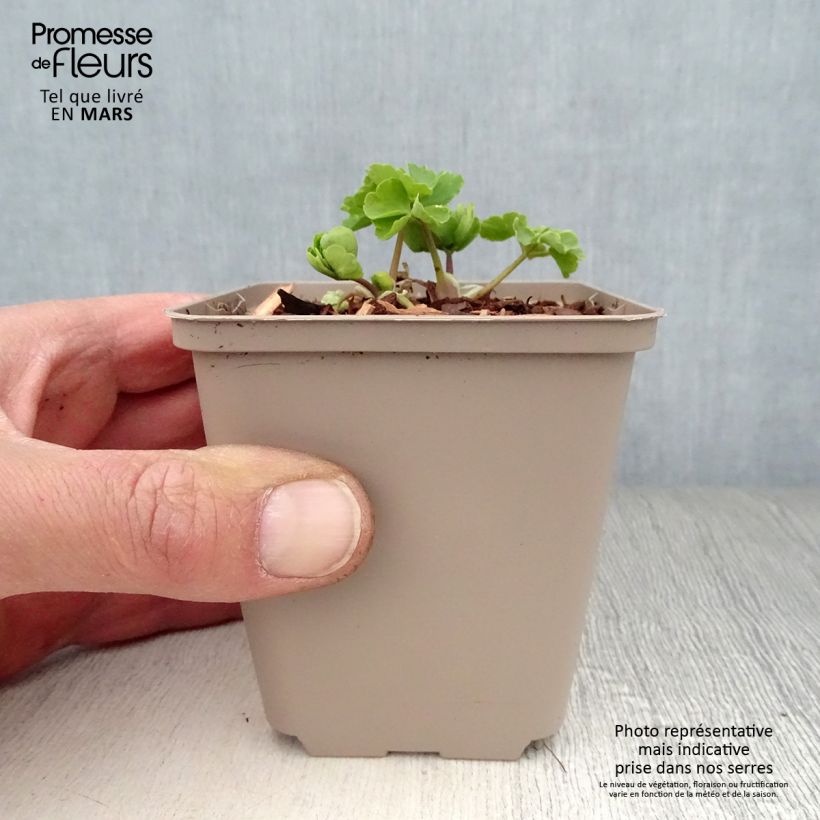 Exemplaar van Akelei Munstead White - Aquilegia vulgaris Kweekpotje van 8/9 cm zoals geleverd in de lente