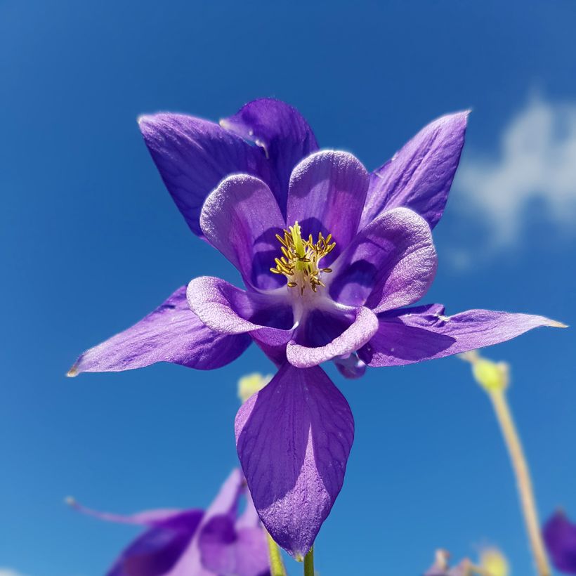 Aquilegia vulgaris - Wilde akelei (Bloei)