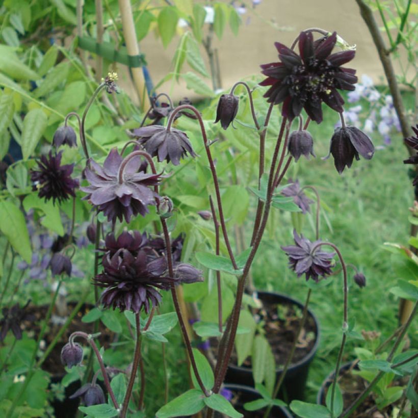 Akelei Black Barlow - Aquilegia vulgaris (Plant habit)