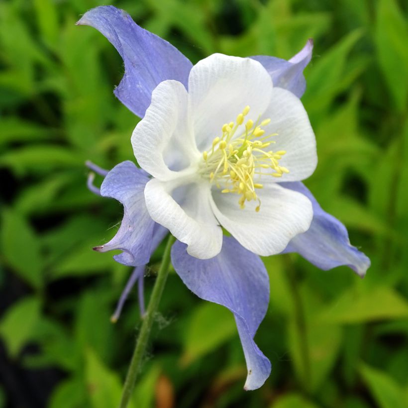 Akelei Blue Star - Aquilegia (Flowering)