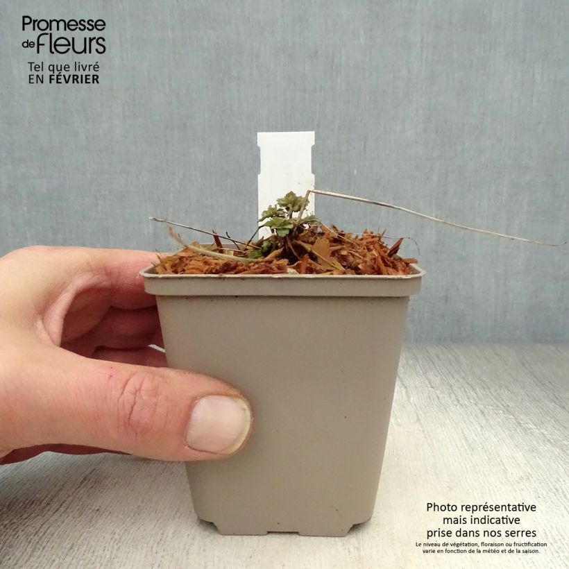 Example of Akelei Blue Star - Aquilegia Kweekpotje van 7/8 cm as you get in hiver