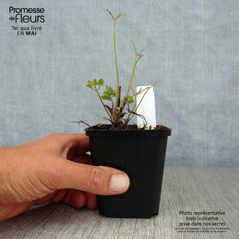 Exemplaar van Akelei Blue Star - Aquilegia Kweekpotje van 7/8 cm zoals geleverd in de lente