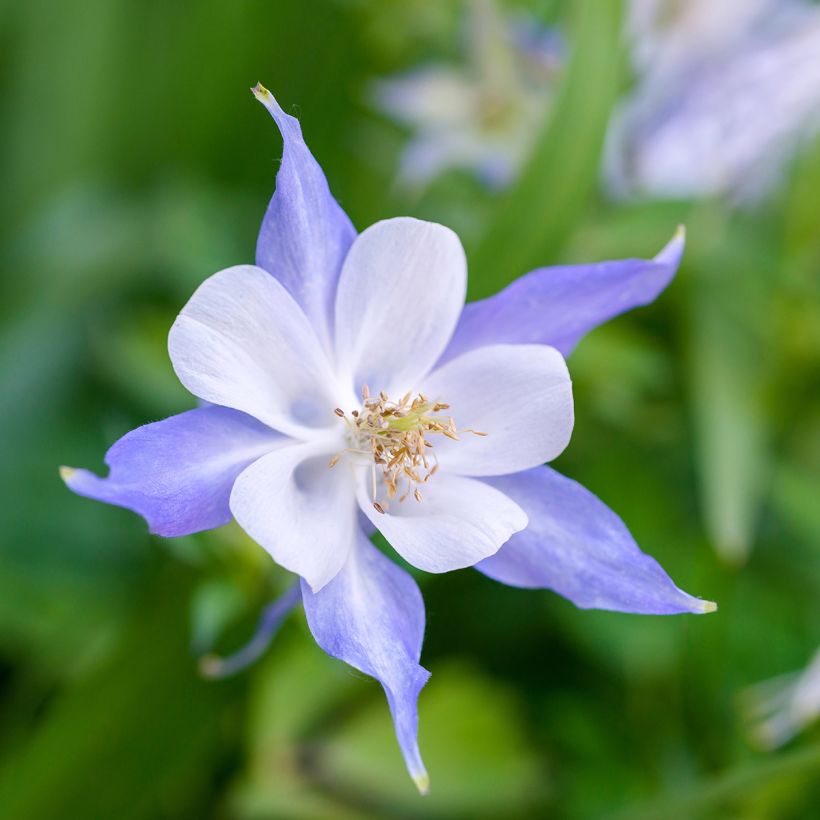 Akelei Blue Star - Aquilegia (Bloei)