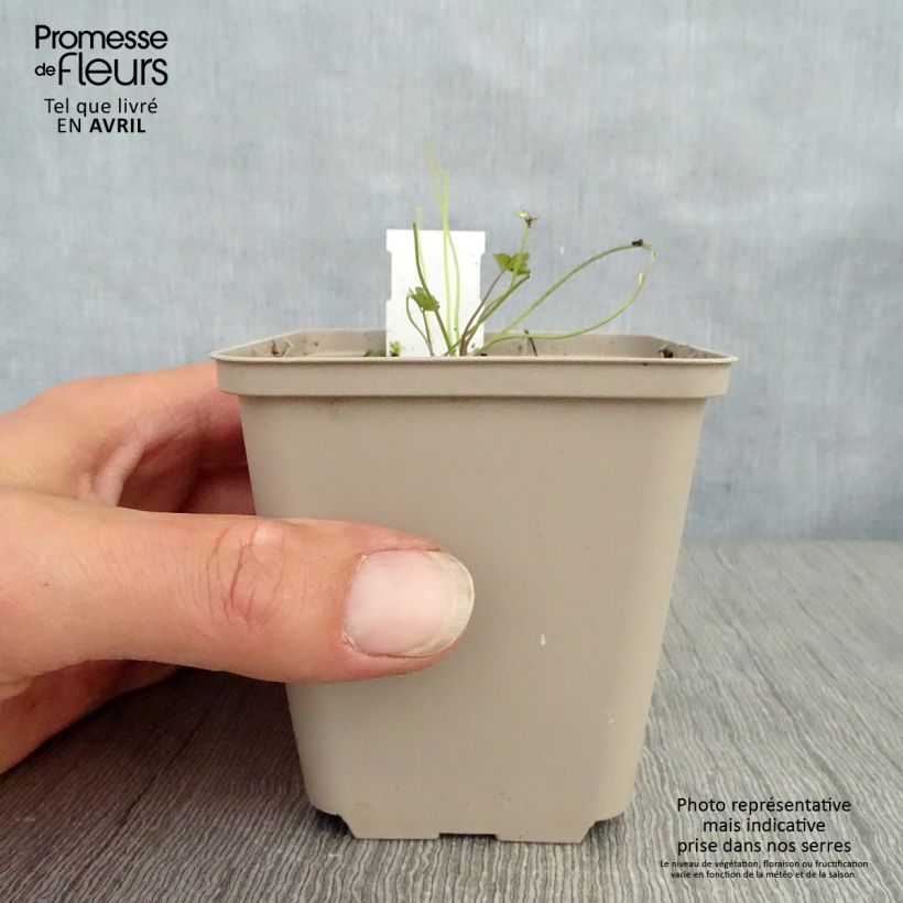 Exemplaar van Aquilegia viridiflora - Chocolate Soldier Kweekpotje van 8/9 cm zoals geleverd in de lente