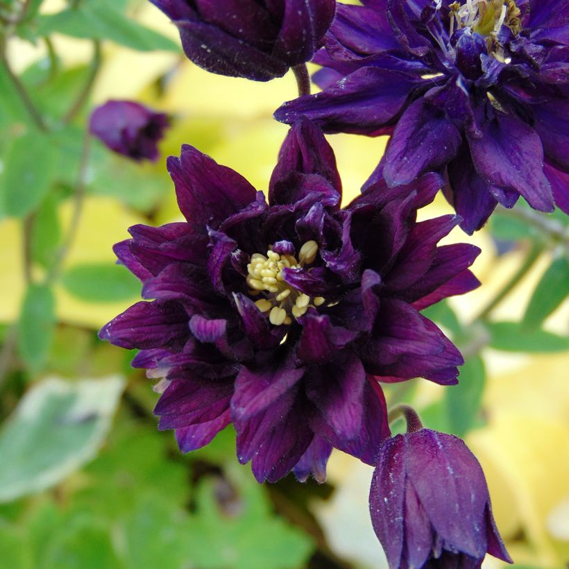 Akelei Clementine Dark Purple - Aquilegia vulgaris (Bloei)