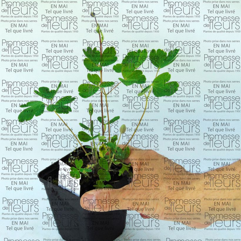 Voorbeeld van een exemplaar van Akelei Clementine Dark Purple - Aquilegia vulgaris Kweekpotje van 8/9 cm zoals geleverd