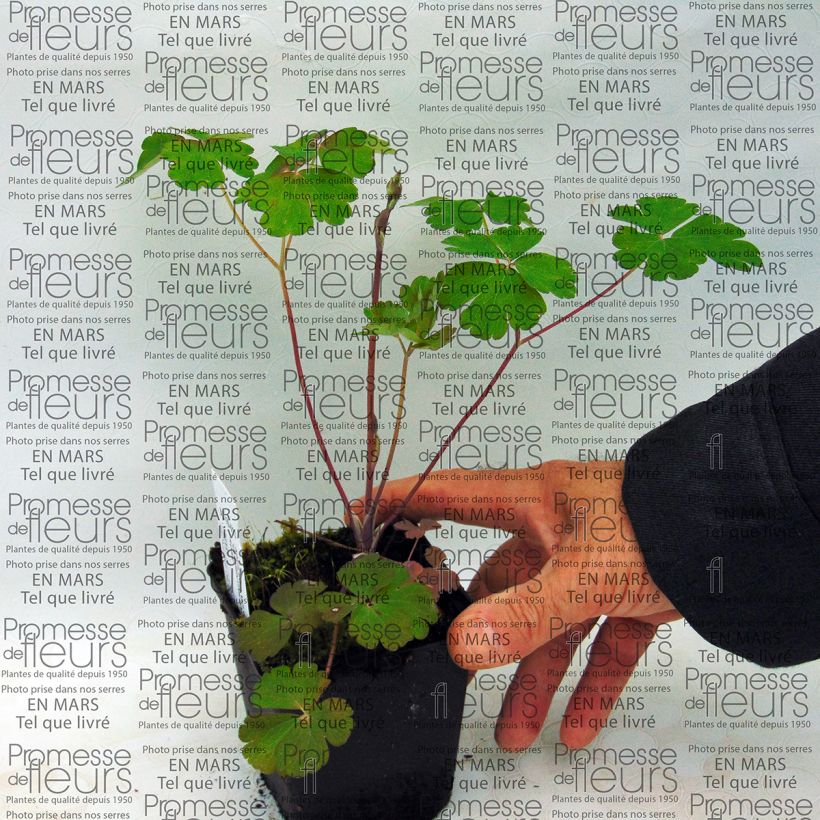 Voorbeeld van een exemplaar van Akelei Clementine Salmon - Aquilegia vulgaris Kweekpotje van 8/9 cm zoals geleverd