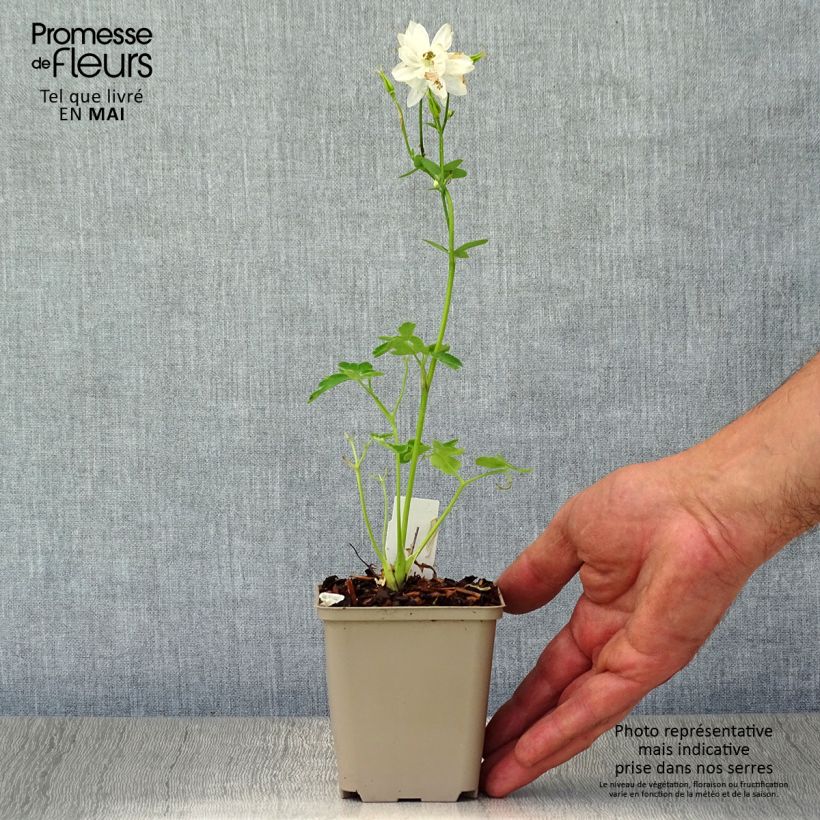 Exemplaar van Akelei Clementine White - Aquilegia vulgaris Kweekpotje van 8/9 cm zoals geleverd in de lente