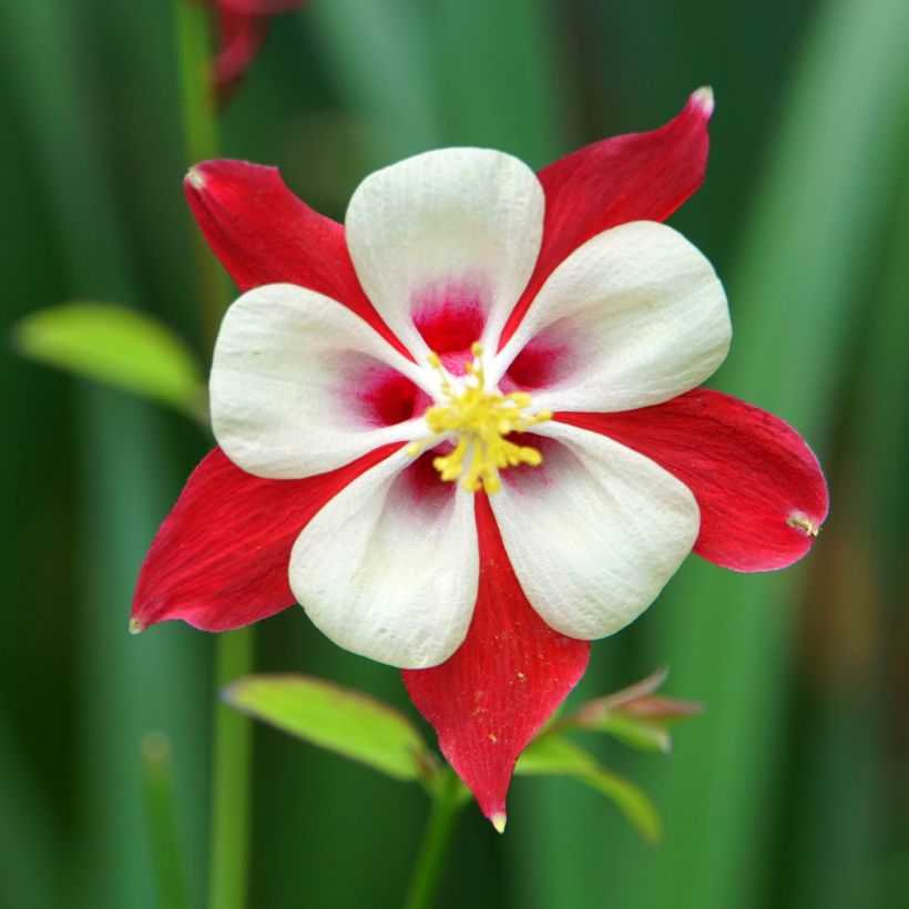 Akelei Crimson Star - Aquilegia vulgaris (Bloei)