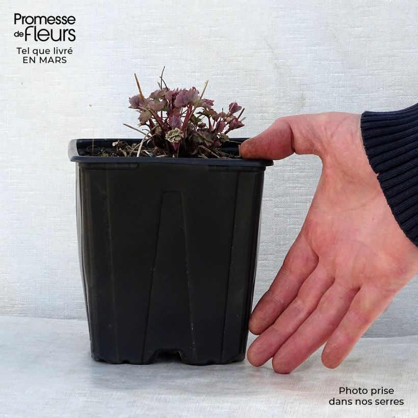 Exemplaar van Akelei Crimson Star - Aquilegia vulgaris Pot van 2 l/3 l zoals geleverd in de lente