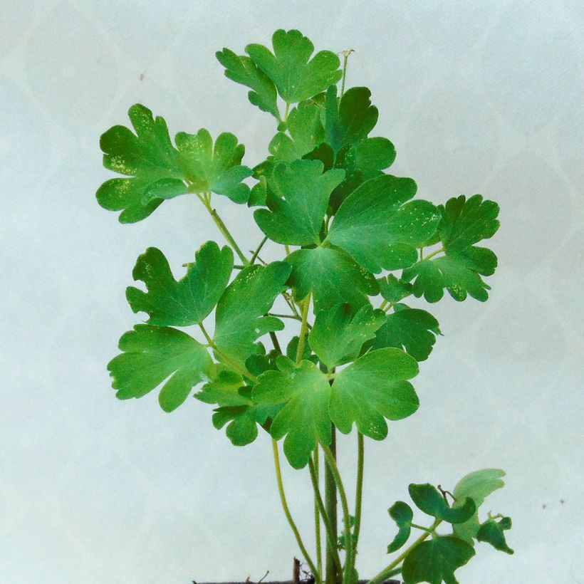 Akelei Green Apples - Aquilegia vulgaris (Foliage)