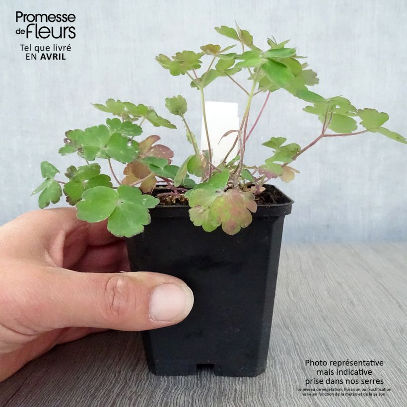 Exemplaar van Akelei Blue Barlow - Aquilegia vulgaris Kweekpotje van 8/9 cm zoals geleverd in de lente