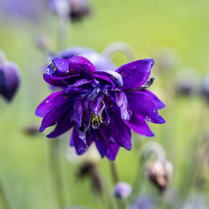 Akelei Blue Barlow - Aquilegia vulgaris (Bloei)