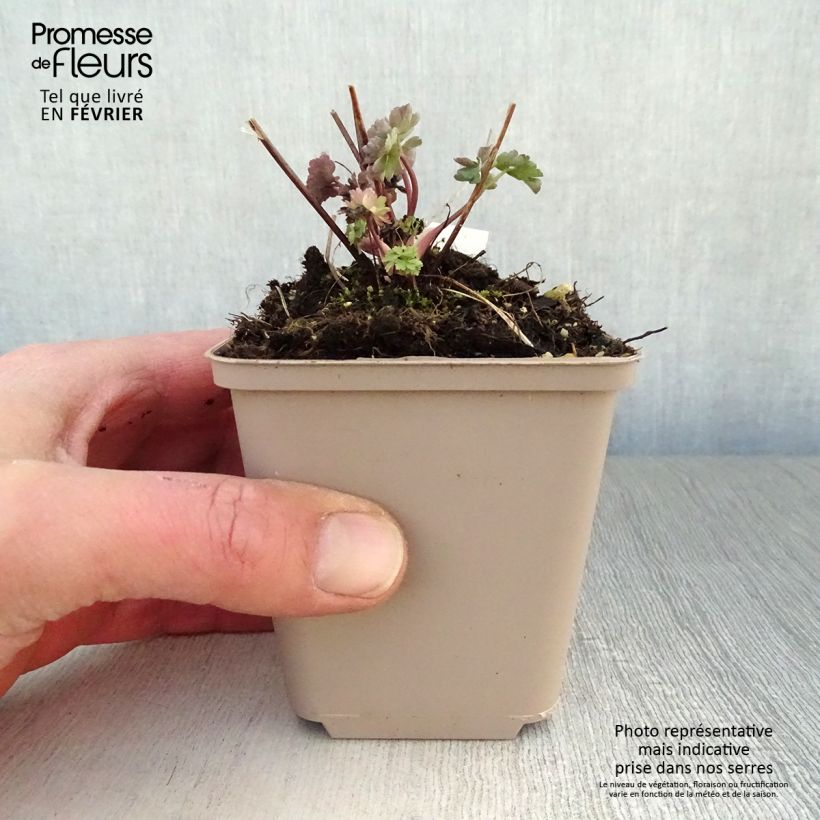 Example of Ancolie Mrs M. Nicholls - Aquilegia (x) hybrida Kweekpotje van 8/9 cm as you get in hiver