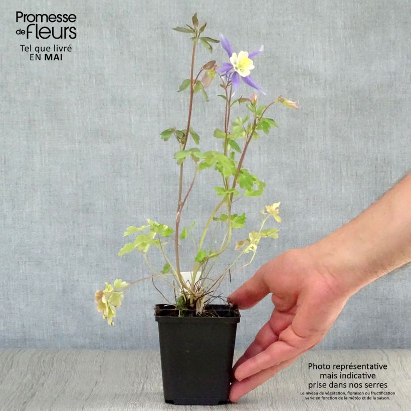 Exemplaar van Akelei Mrs M. Nicholls - Aquilegia Kweekpotje van 8/9 cm zoals geleverd in de lente