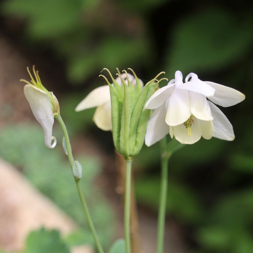 Aquilegia flabellata pumila alba - Dwergakelei wit (Bloei)
