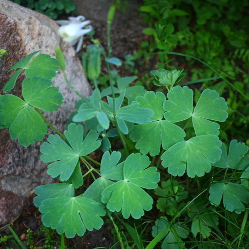 Aquilegia flabellata pumila alba - Dwergakelei wit (Groeiplaats)