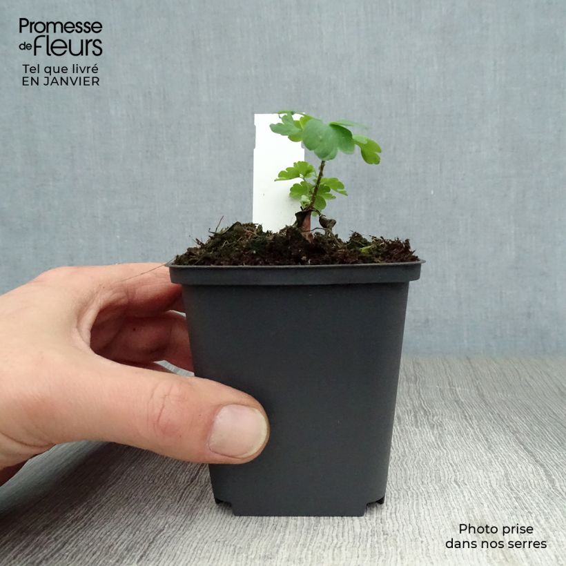 Example of Ancolie William Guiness - Aquilegia vulgaris William Guiness Kweekpotje van 8/9 cm as you get in hiver