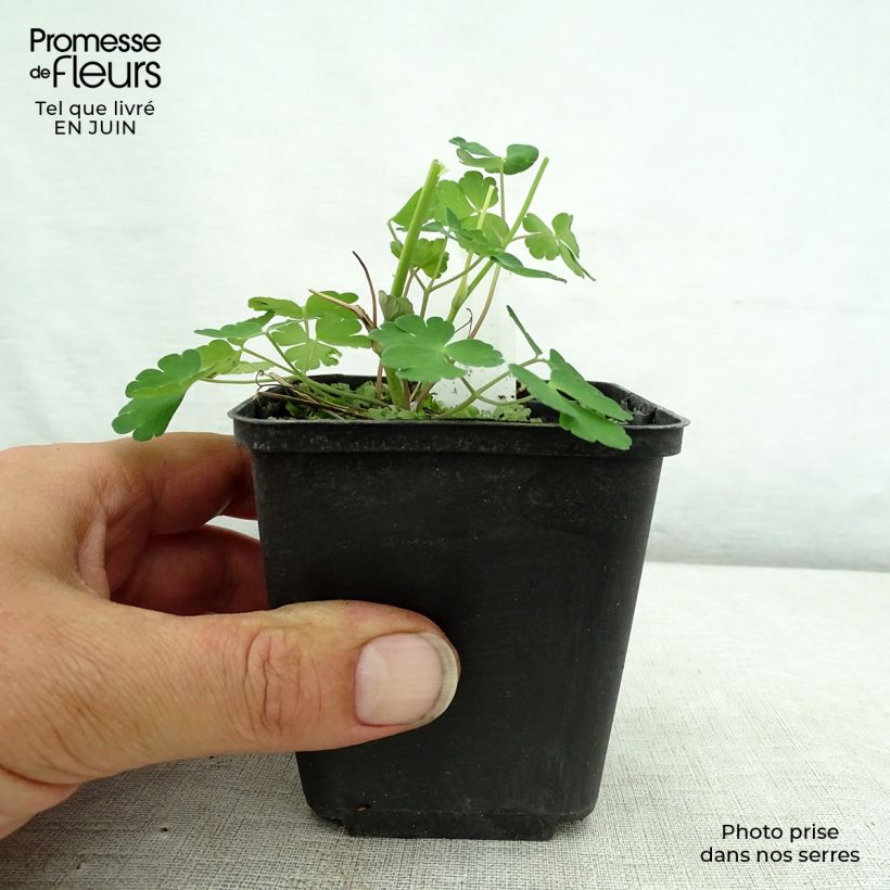 Exemplaar van Akelei Winky Double Dark Blue White - Aquilegia vulgaris Kweekpotje van 8/9 cm zoals geleverd in de zomer