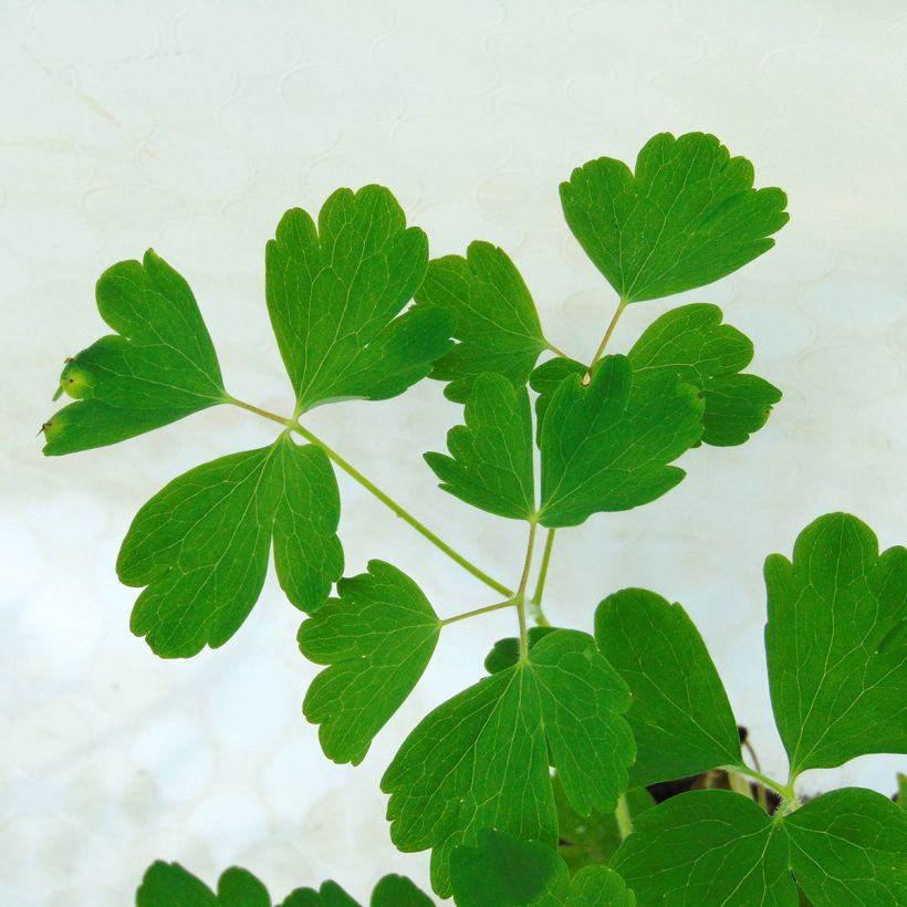 Akelei Winky Red White - Aquilegia vulgaris (Foliage)