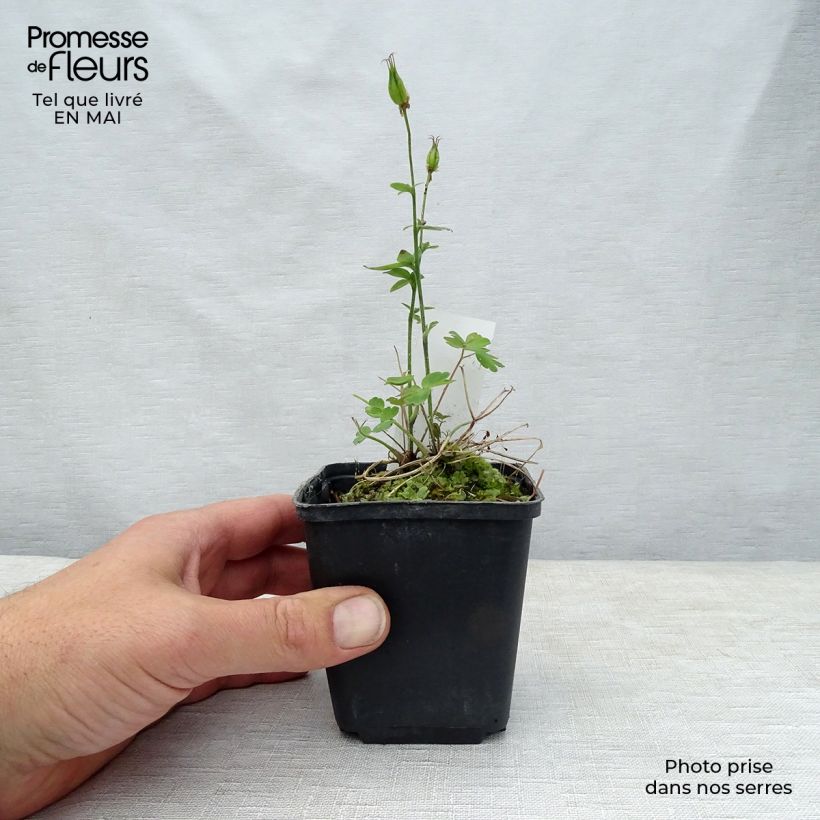 Exemplaar van Akelei Winky Red White - Aquilegia vulgaris Kweekpotje van 8/9 cm zoals geleverd in de lente