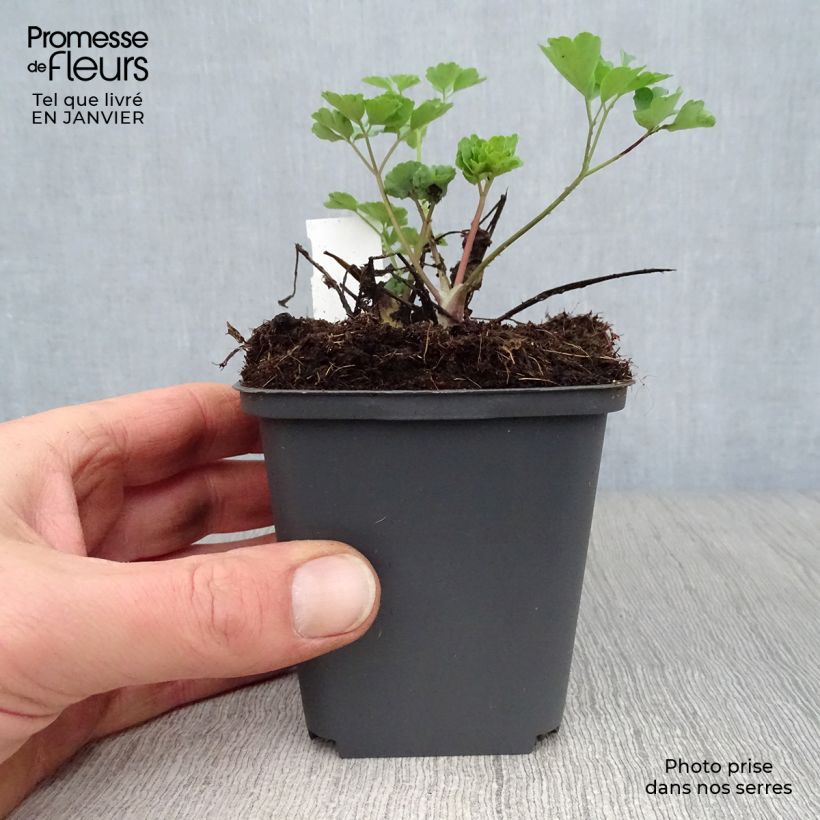 Example of Ancolie Winky Double Red White - Aquilegia vulgaris. Kweekpotje van 8/9 cm as you get in hiver