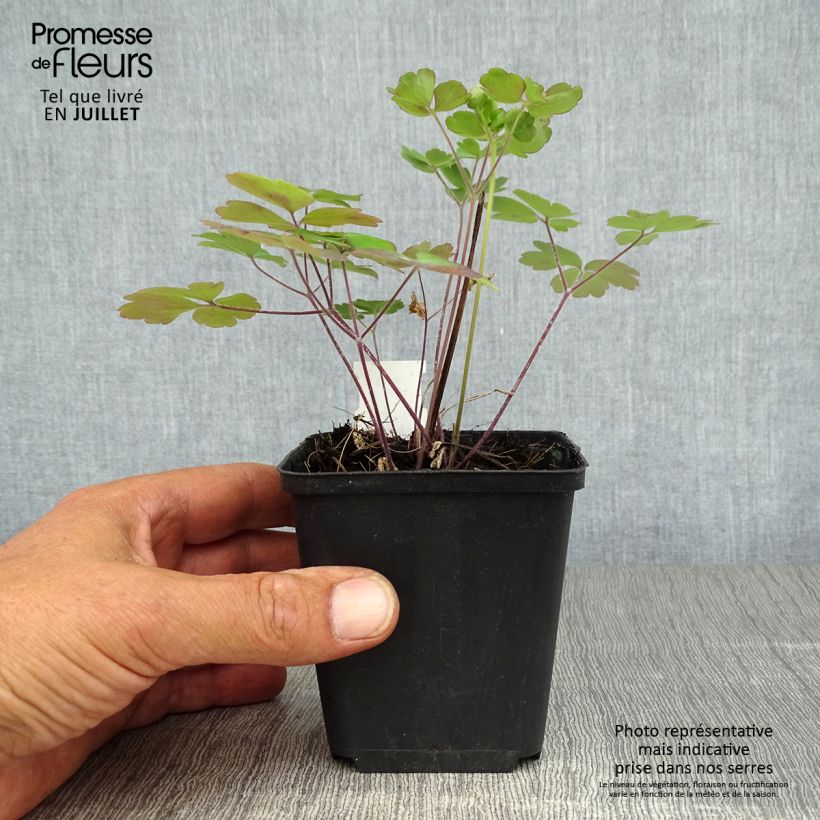 Exemplaar van Akelei dubbel roze wit Winky Double Rose White - Aquilegia hybrida Kweekpotje van 8/9 cm zoals geleverd in de zomer