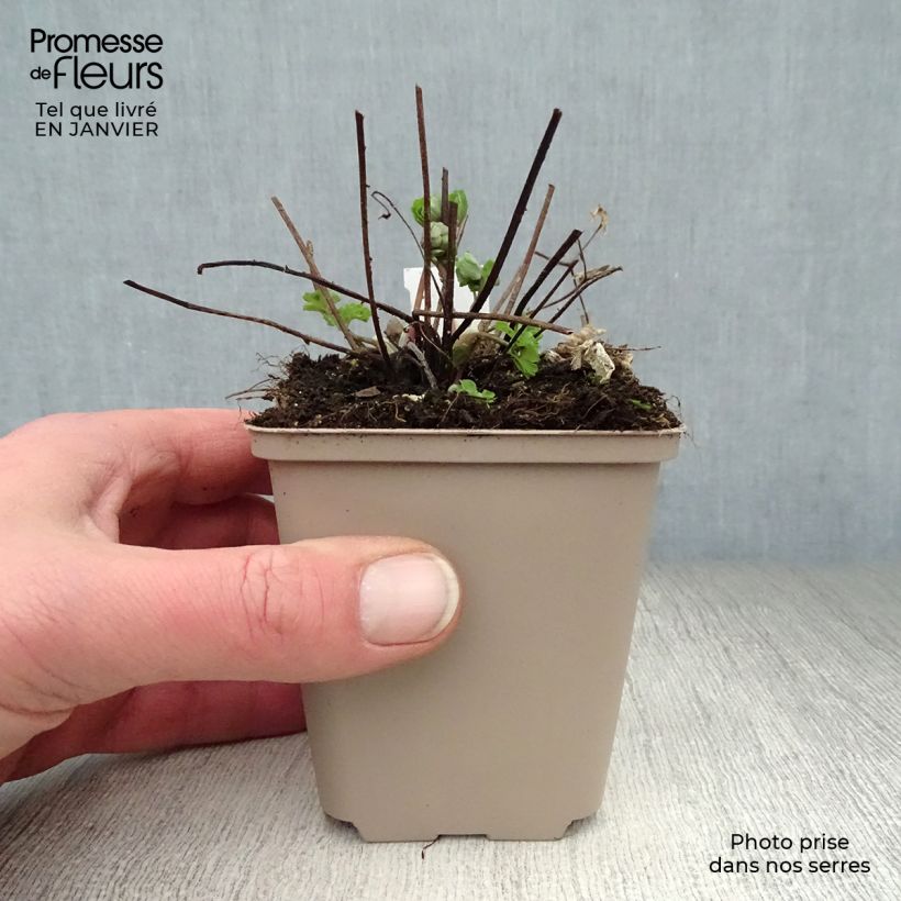 Example of Ancolie Winky Double Rose White - Aquilegia vulgaris Kweekpotje van 8/9 cm as you get in hiver