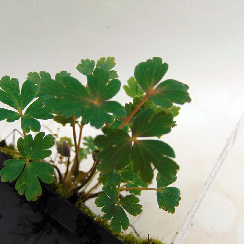 Canadese akelei Little Lanterns - Aquilegia canadensis (Foliage)