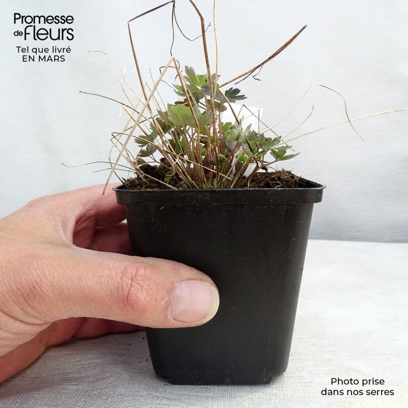 Example of Ancolie du Canada, Aquilegia canadensis Little Lanterns Kweekpotje van 8/9 cm as you get in hiver