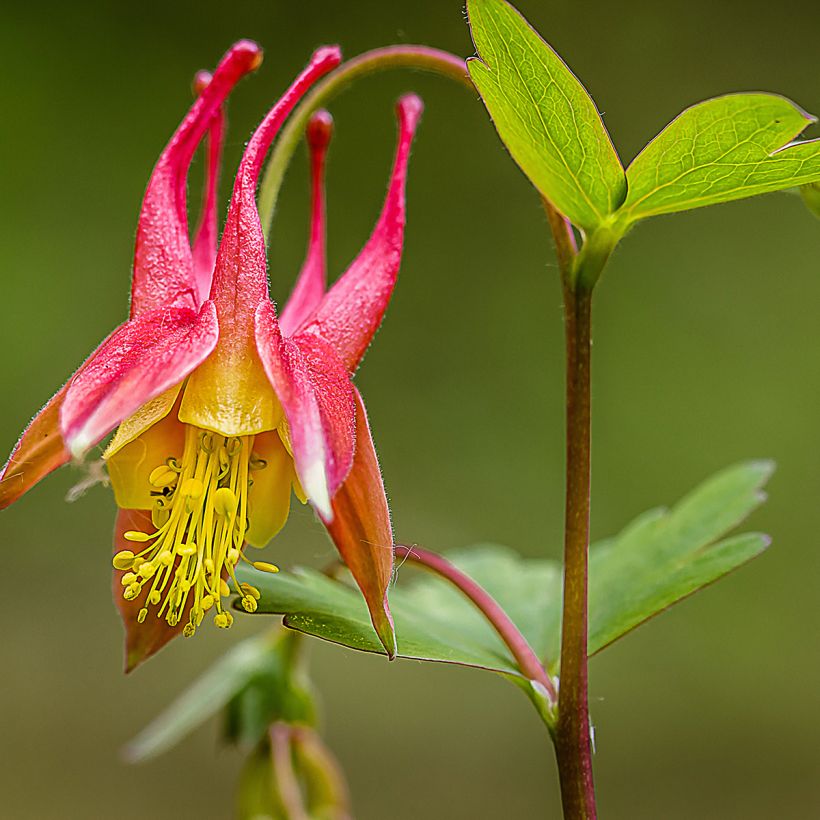 Aquilegia canadensis - Canadese akelei (Bloei)