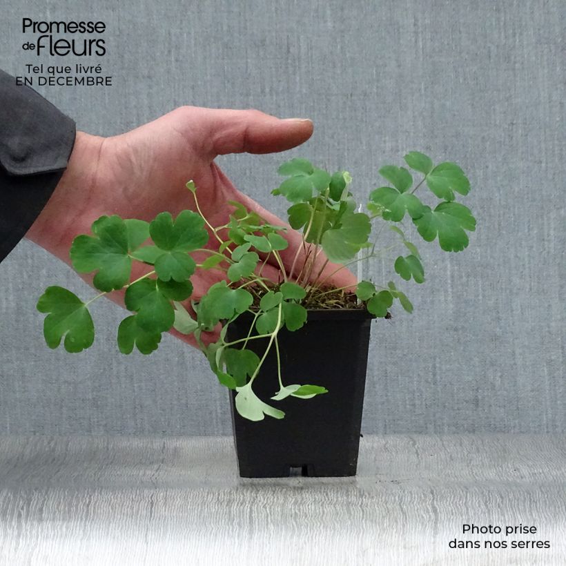 Example of Ancolie hybride Black Barlow - Aquilegia Black Barlow Kweekpotje van 8/9 cm as you get in hiver