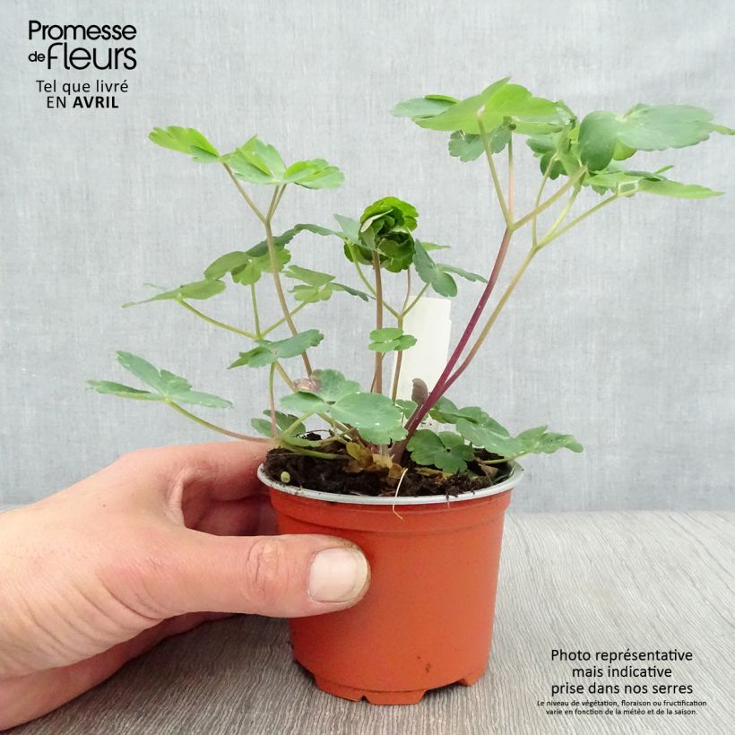 Exemplaar van Akelei Black Barlow - Aquilegia vulgaris Kweekpotje van 8/9 cm zoals geleverd in de lente
