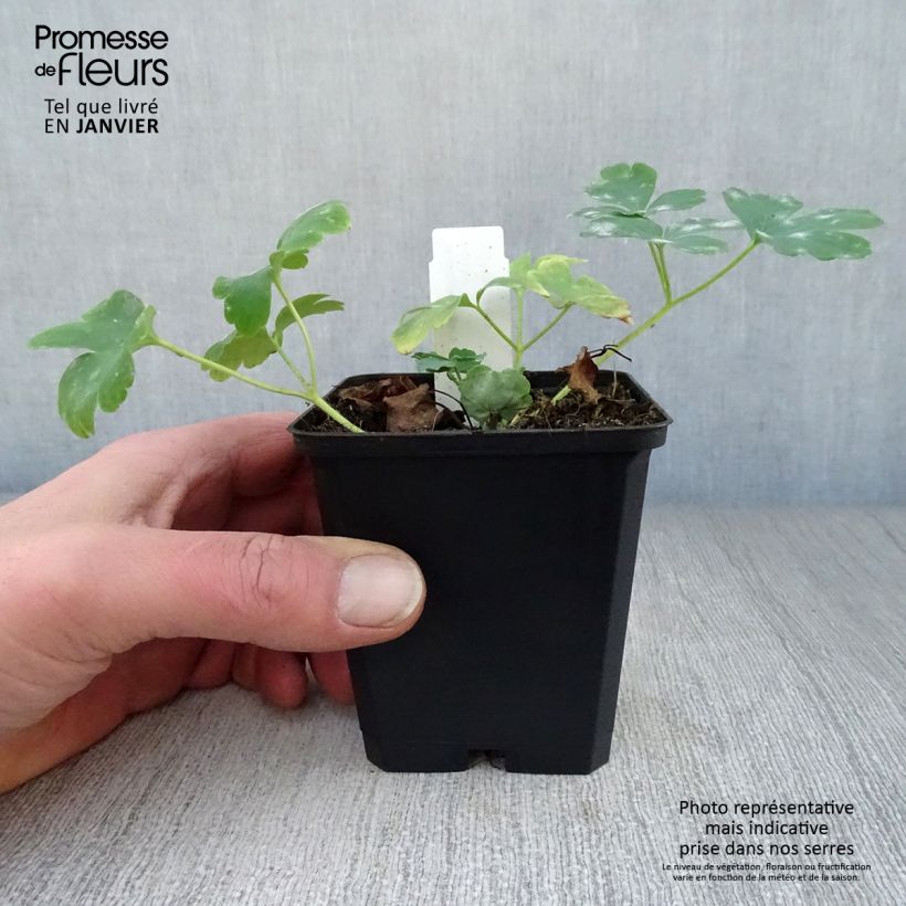 Example of Ancolie hybride Nora Barlow - Aquilegia Nora Barlow Kweekpotje van 8/9 cm as you get in hiver