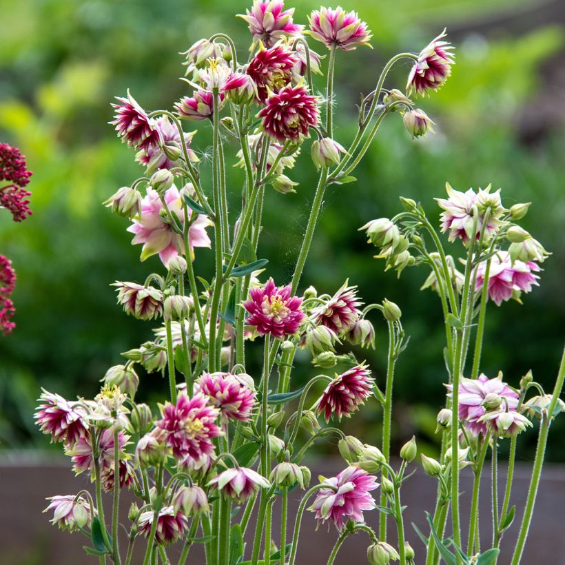 Akelei Nora Barlow - Aquilegia vulgaris (Groeiplaats)