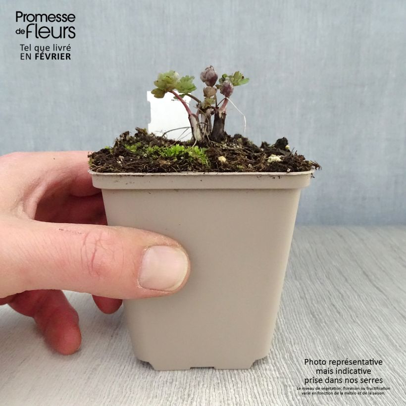 Example of Ancolie hybride Rose Barlow - Aquilegia Kweekpotje van 8/9 cm as you get in hiver