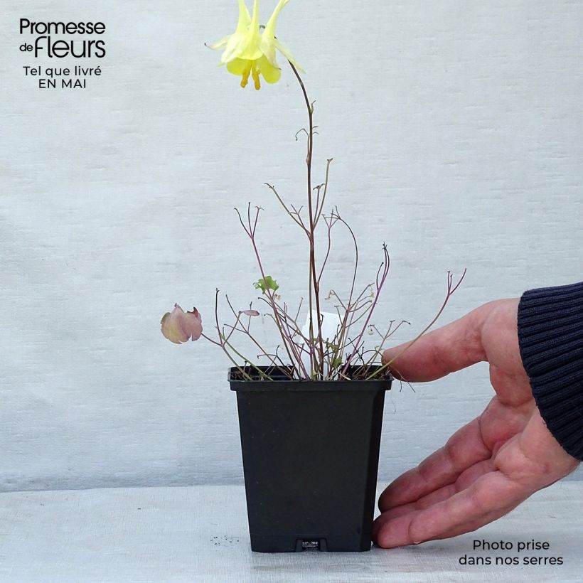 Exemplaar van Gele akelei Yellow Queen - Aquilegia chrysantha Kweekpotje van 8/9 cm zoals geleverd in de lente
