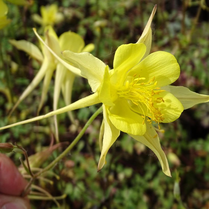 Gele akelei Yellow Queen - Aquilegia chrysantha (Flowering)