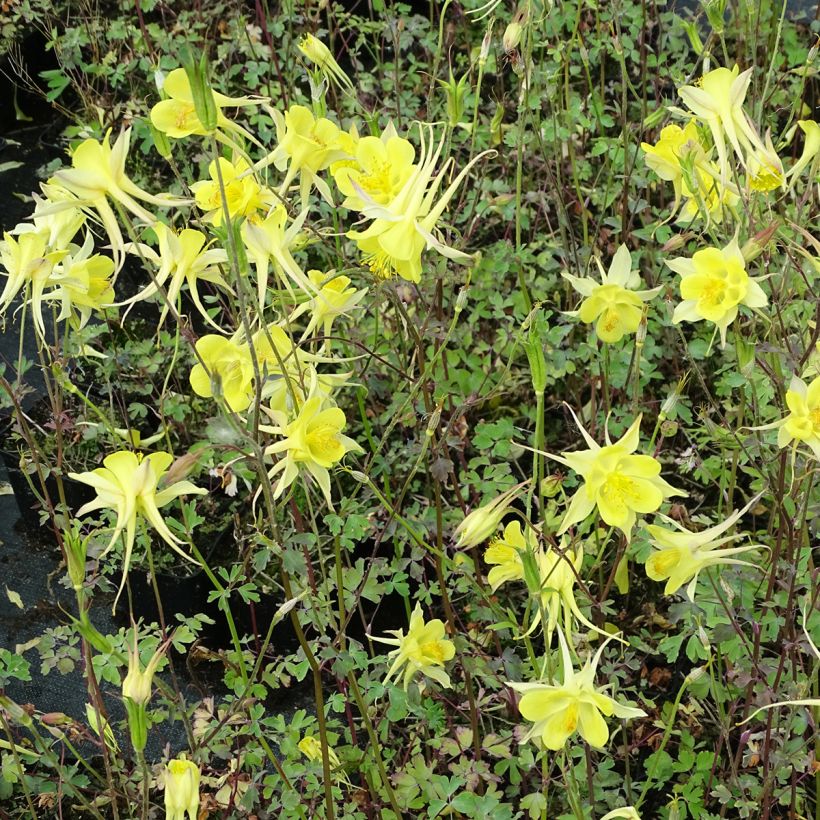 Gele akelei Yellow Queen - Aquilegia chrysantha (Plant habit)