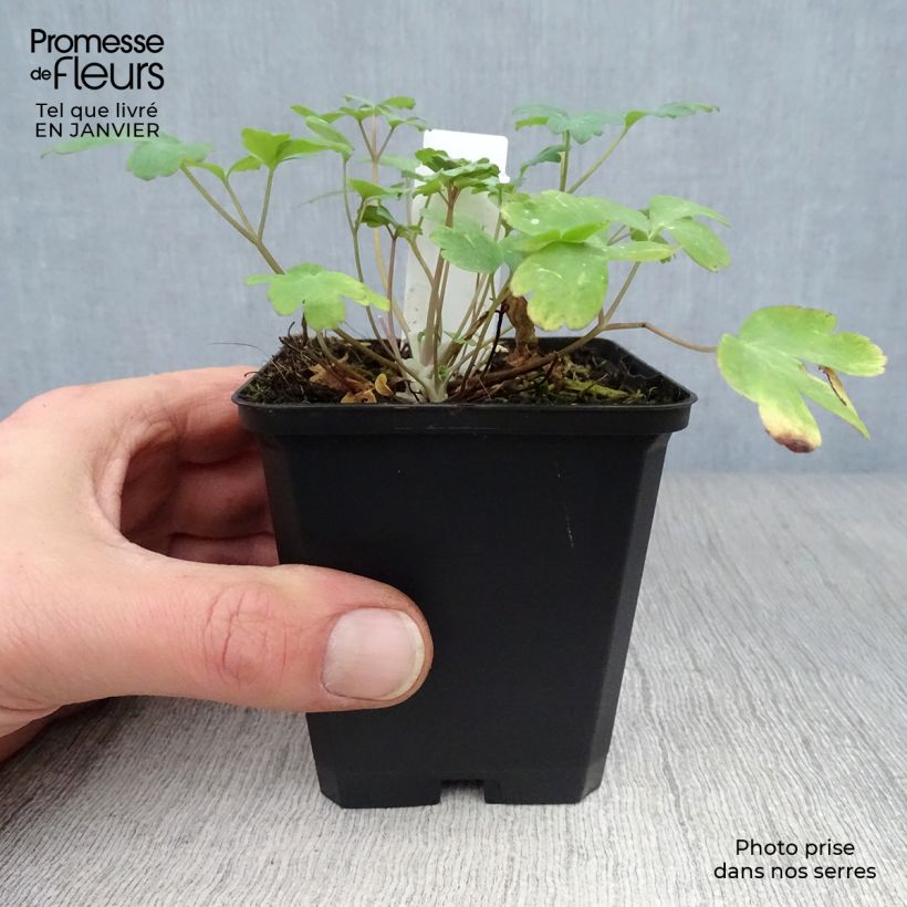 Example of Gele akelei Yellow Queen - Aquilegia chrysantha Kweekpotje van 8/9 cm as you get in hiver