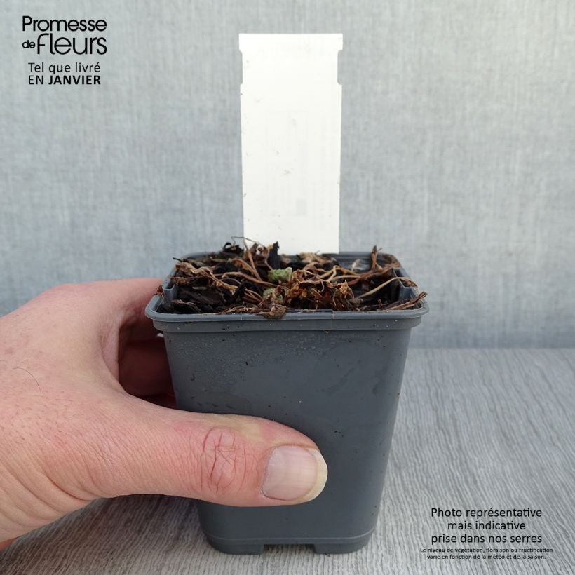 Example of Dwergakelei Cameo Blue and White - Aquilegia flabellata Kweekpotje van 8/9 cm as you get in hiver