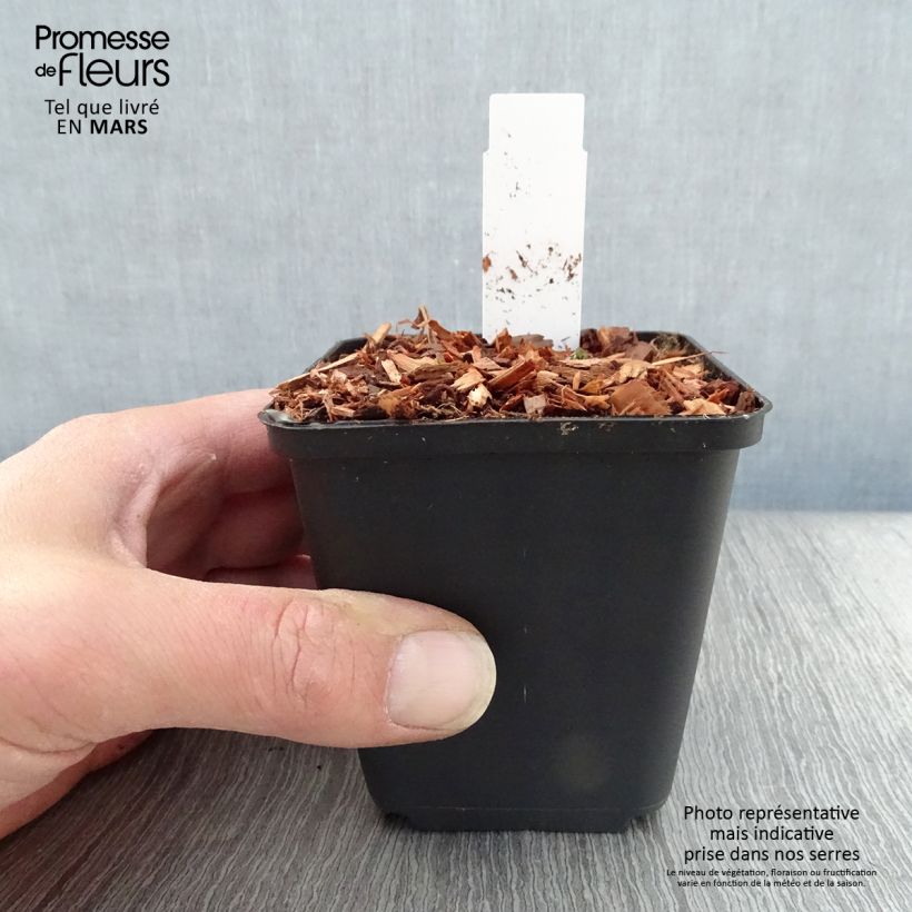 Exemplaar van Dwergakelei Cameo White - Aquilegia flabellata Kweekpotje van 8/9 cm zoals geleverd in de lente