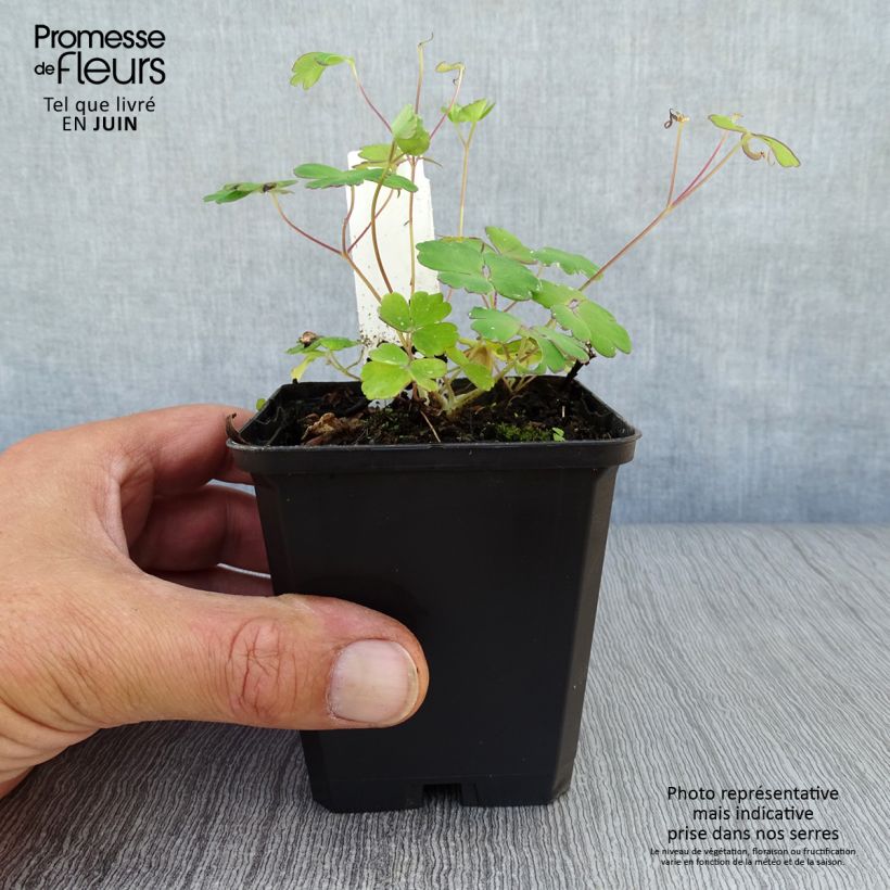 Exemplaar van Dwergakelei Ministar - Aquilegia flabellata Kweekpotje van 8/9 cm zoals geleverd in de zomer