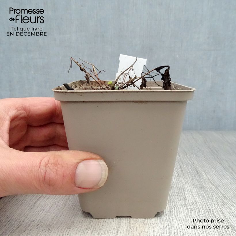 Example of Ancolie naine - Aquilegia flabellata Ministar Kweekpotje van 8/9 cm as you get in hiver